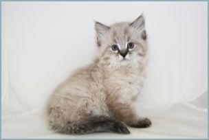 Male Siberian Kitten from Deedlebug Siberian